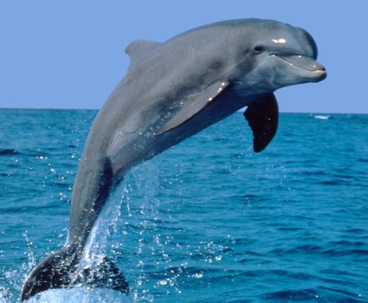 Delfin